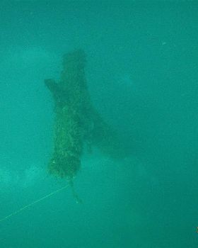 Diving