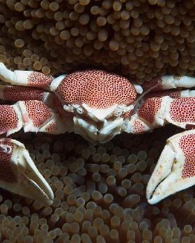 Crab