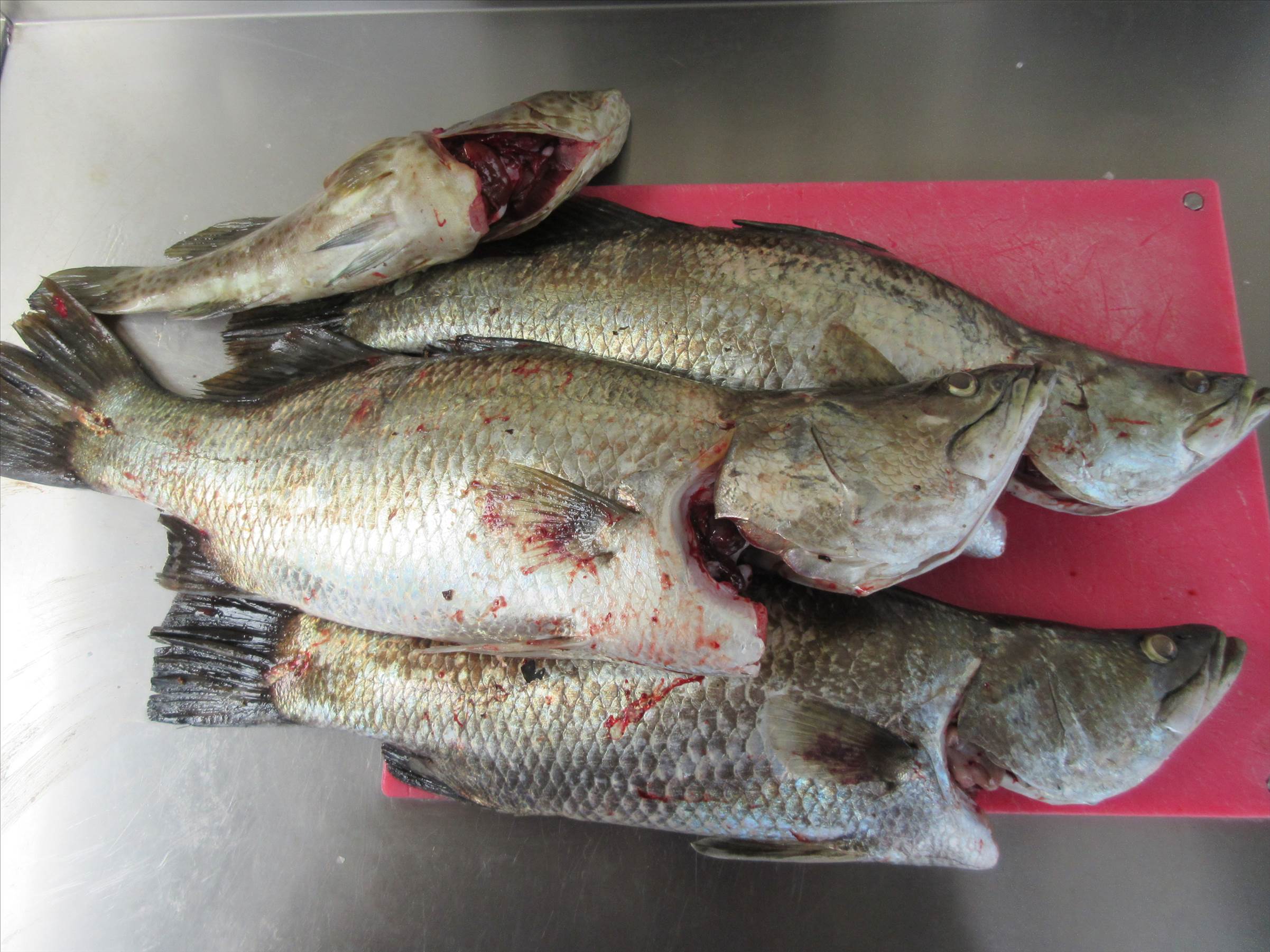 Fish It!