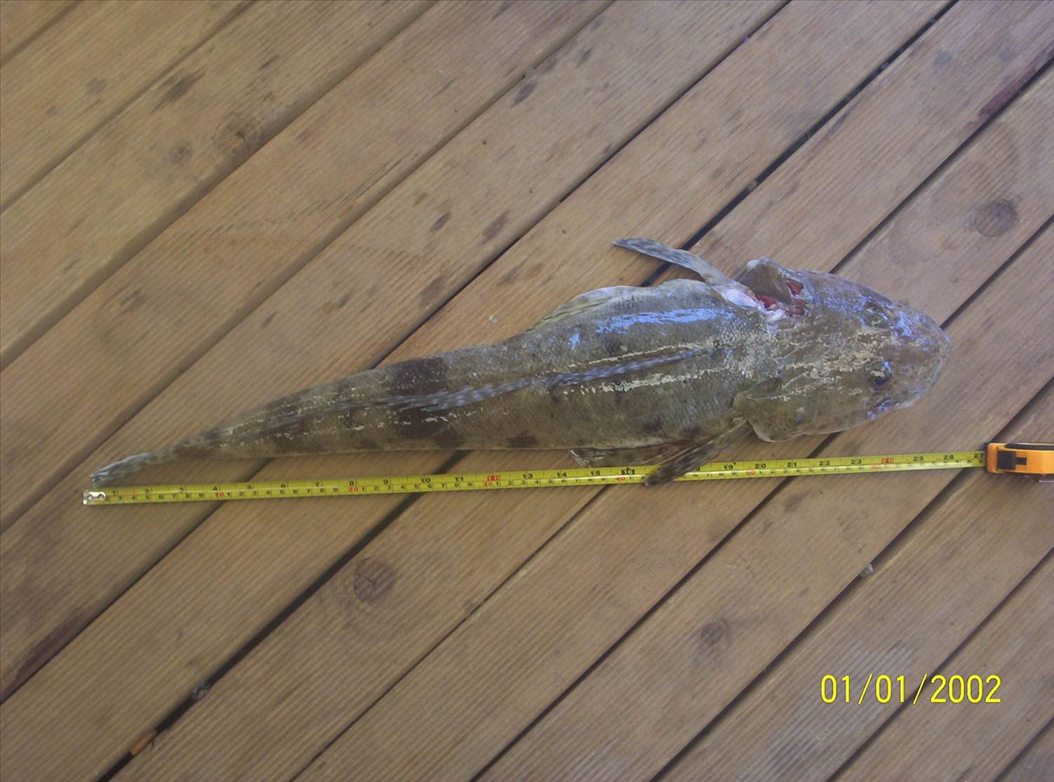 66cm Flathead