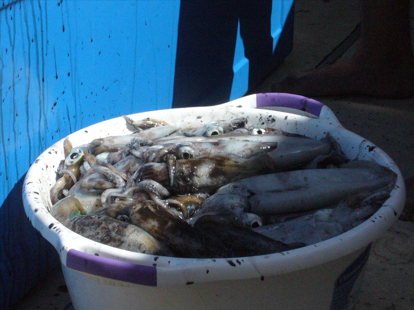 Big Day of Squid Hunting