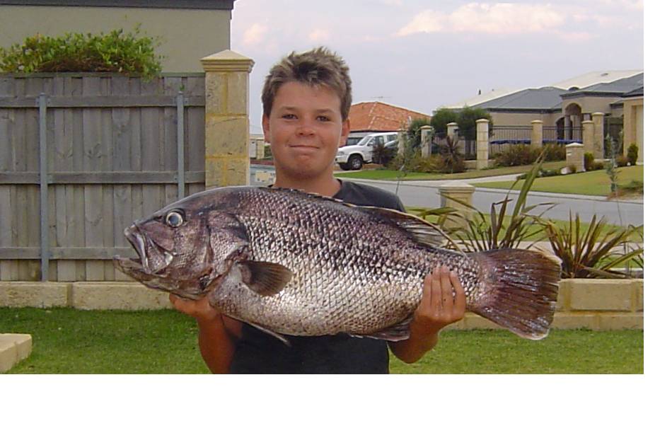 nice fish