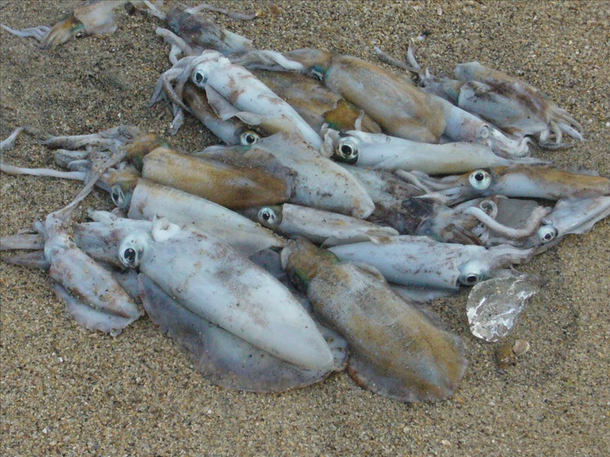 Peel Island Squid