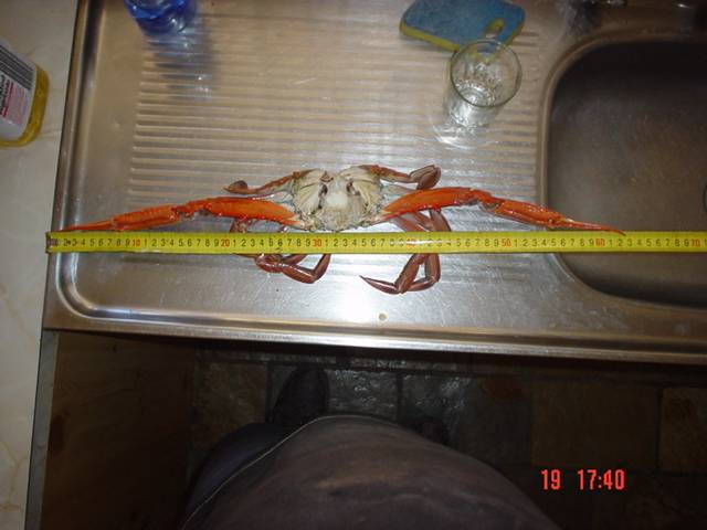 mandurah crabs 
