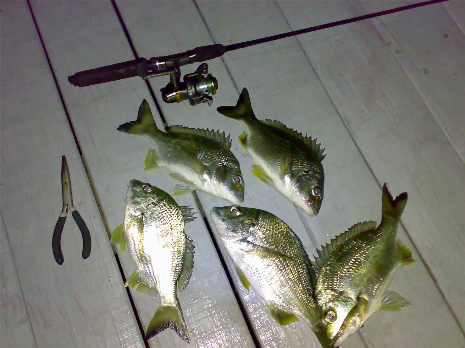 gold coast bream