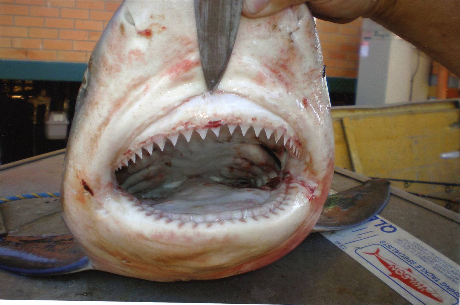 PINE RIVER BULL SHARK