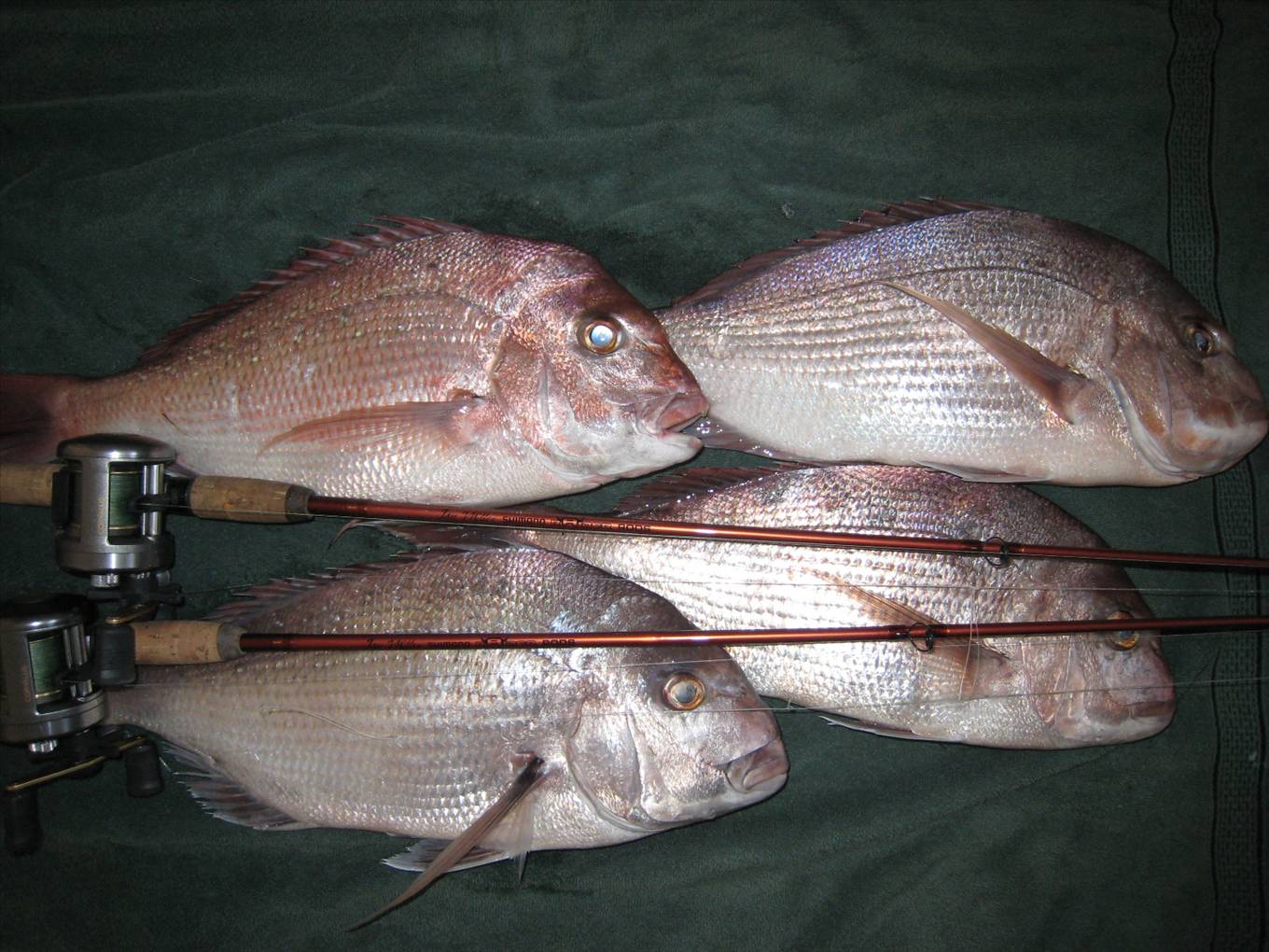 NICE FISH ON LIGHT GEAR