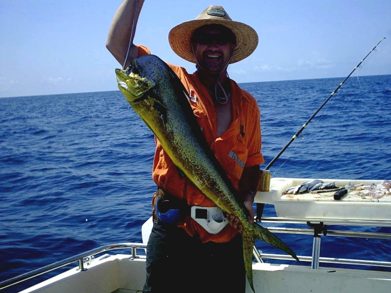 dolphin fish