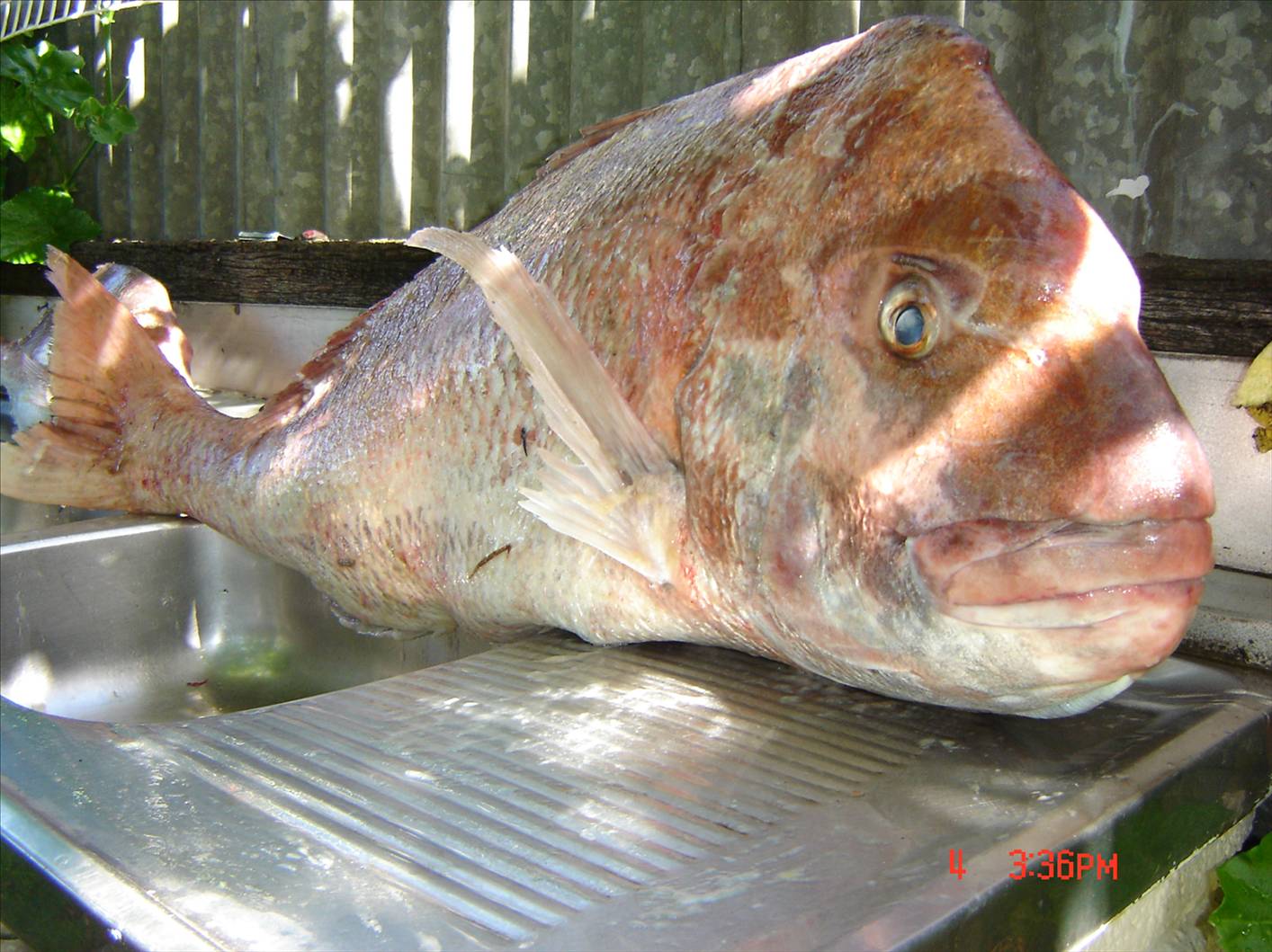 14.2KG
