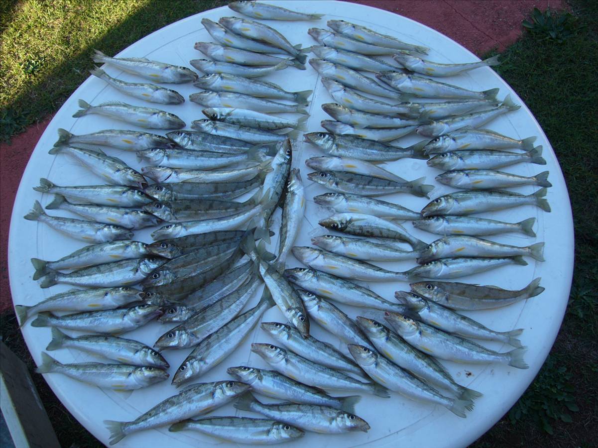 A few good whitting