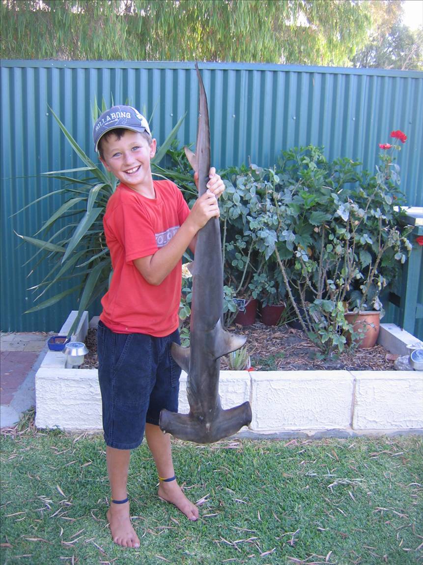 nice shark