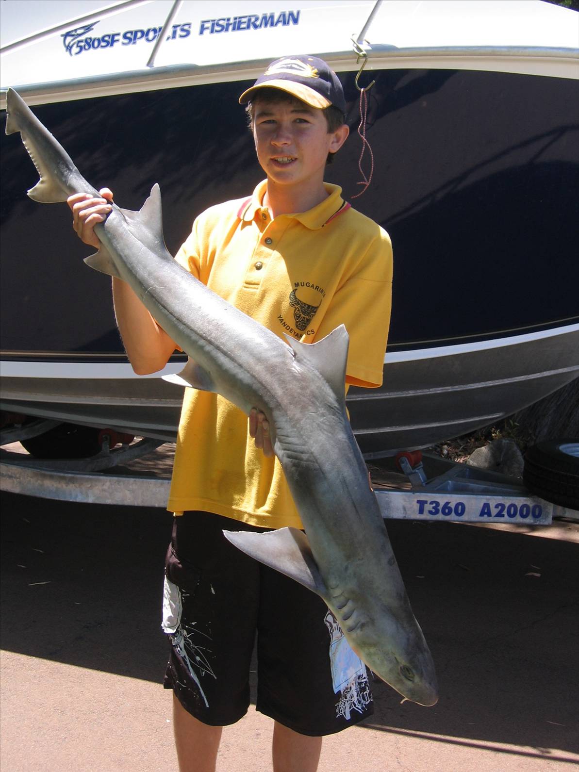 nice shark