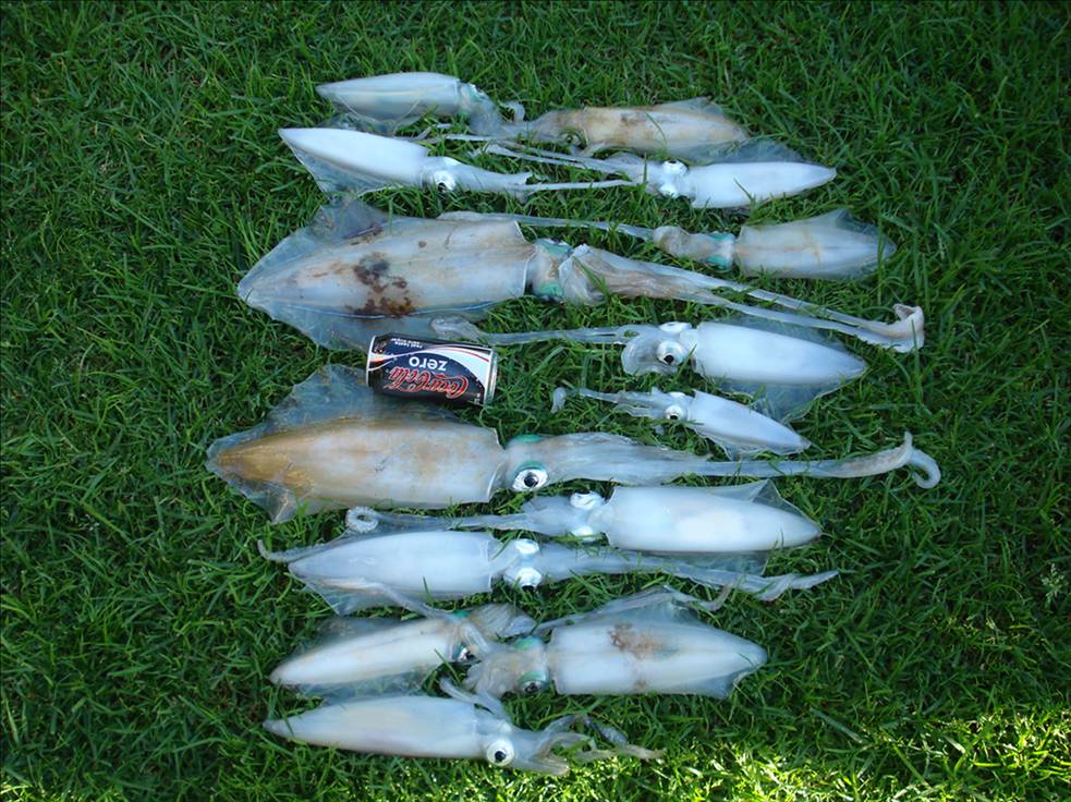 Freo Squid