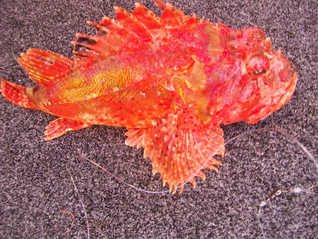 Ugly little sucker