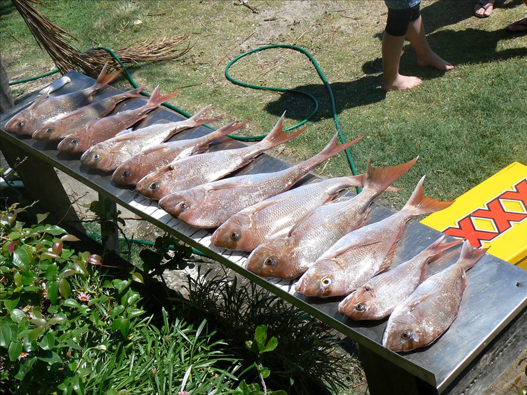 A GOOD DAYS CATCH:BY THE MAGGOTS