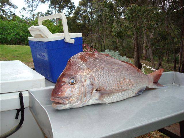 16 Pound Pinky and 3 Sambos on Bloodshot.