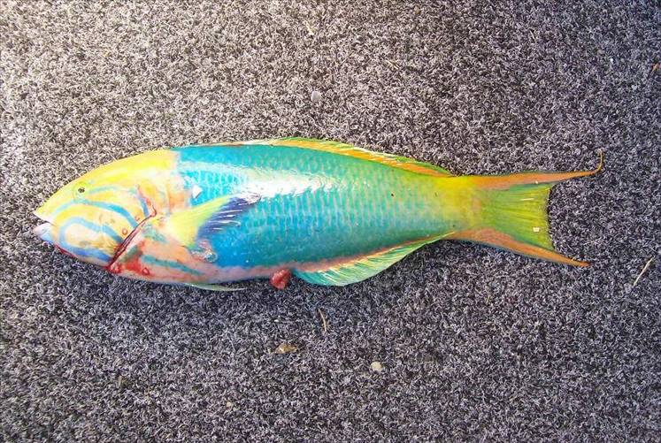 Just another variety caught off Cape Moreton 