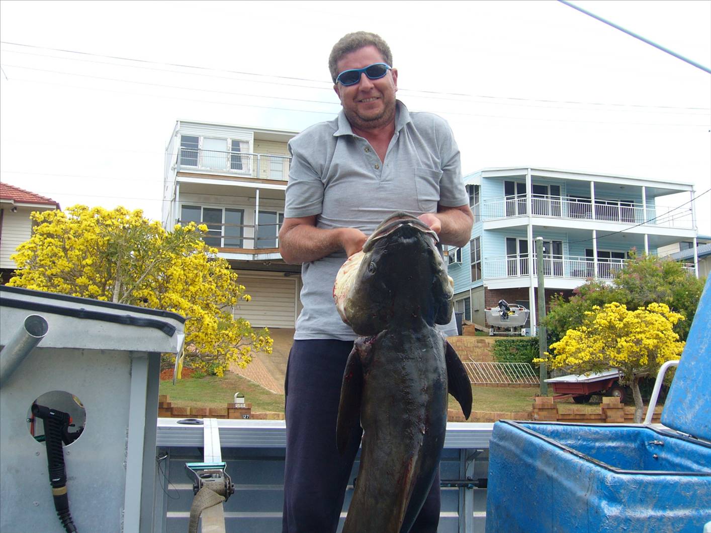 Cobia- 29.5kg