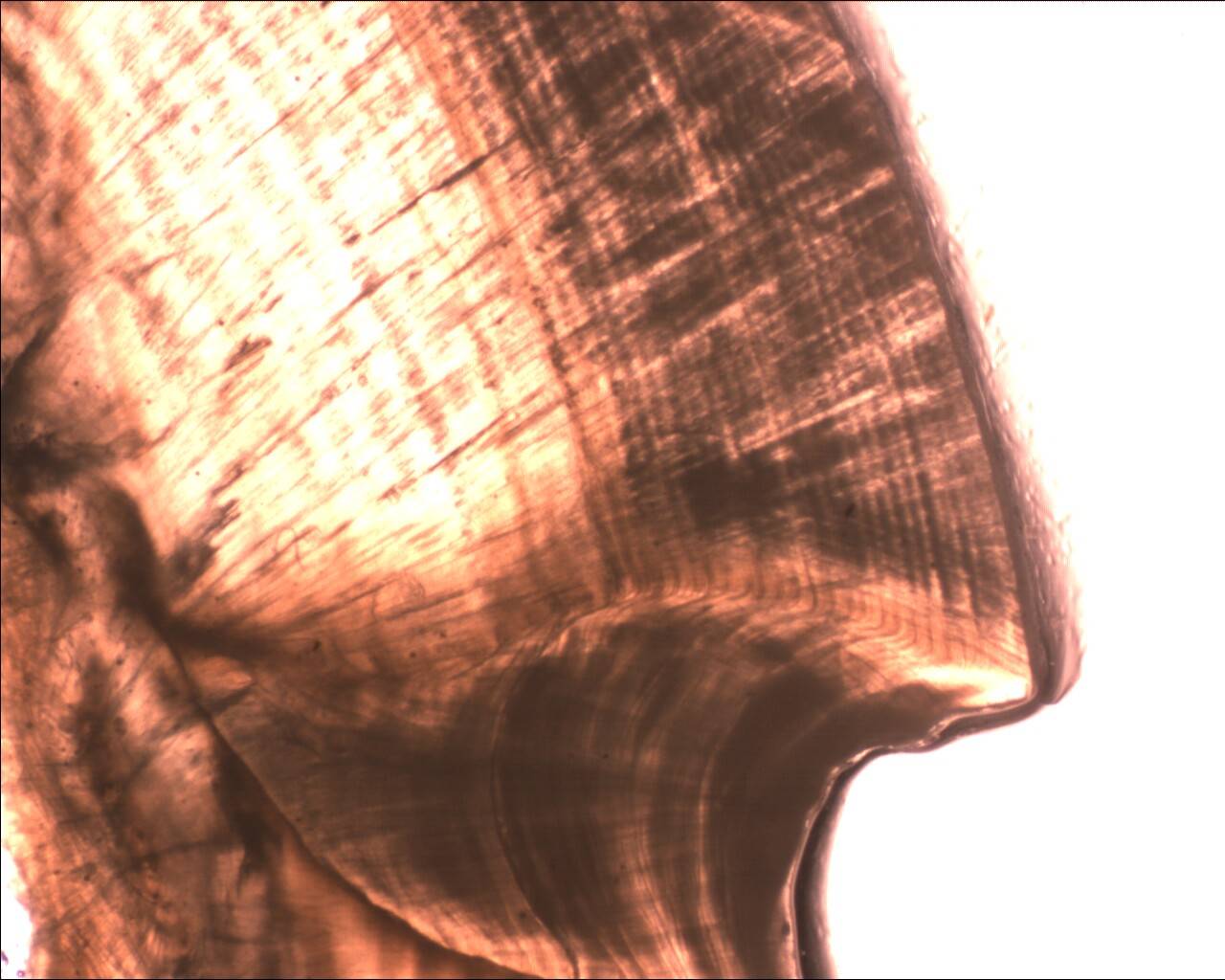 red otolith  ???