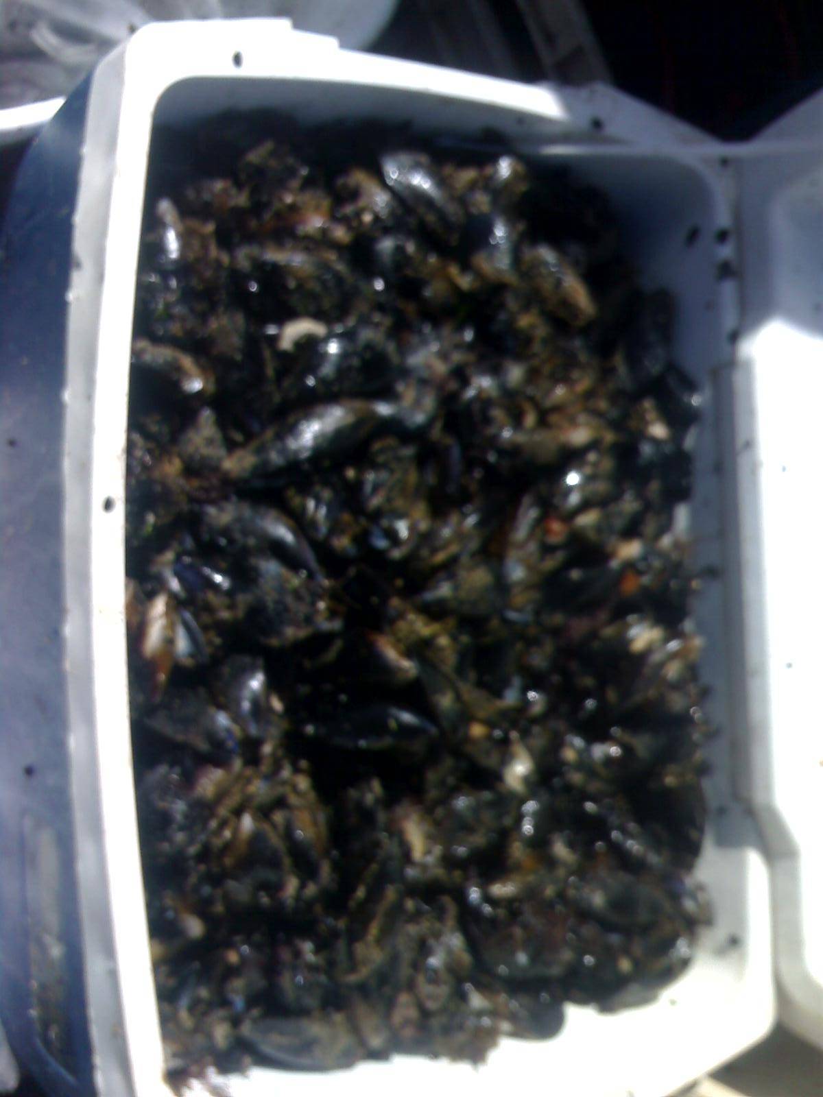 55ltr of mussels yummy