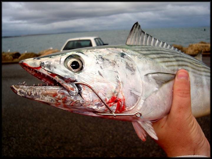 Nice bonito from north mole