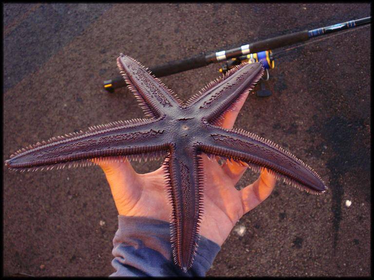 My PB starfish caught down freo wharf