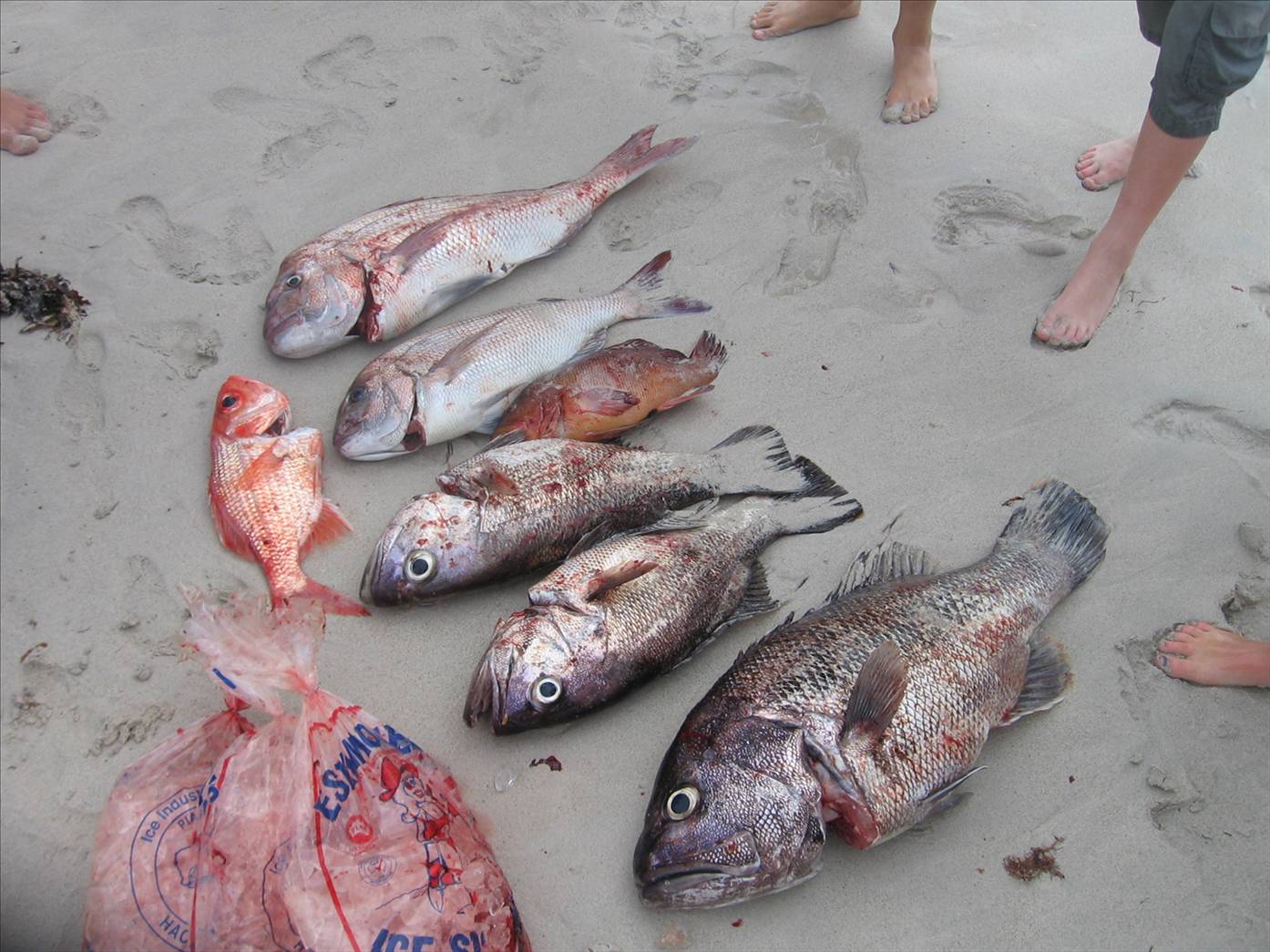 some nice fish