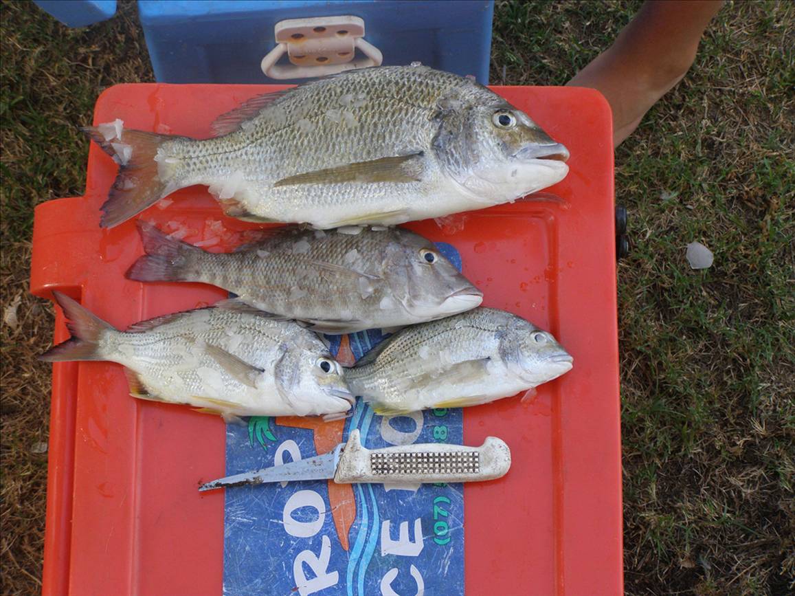 few bream