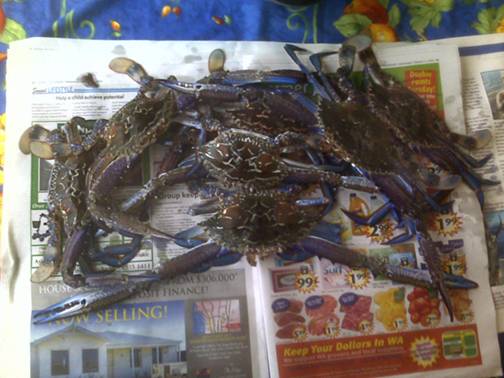 Safetybay Crabs