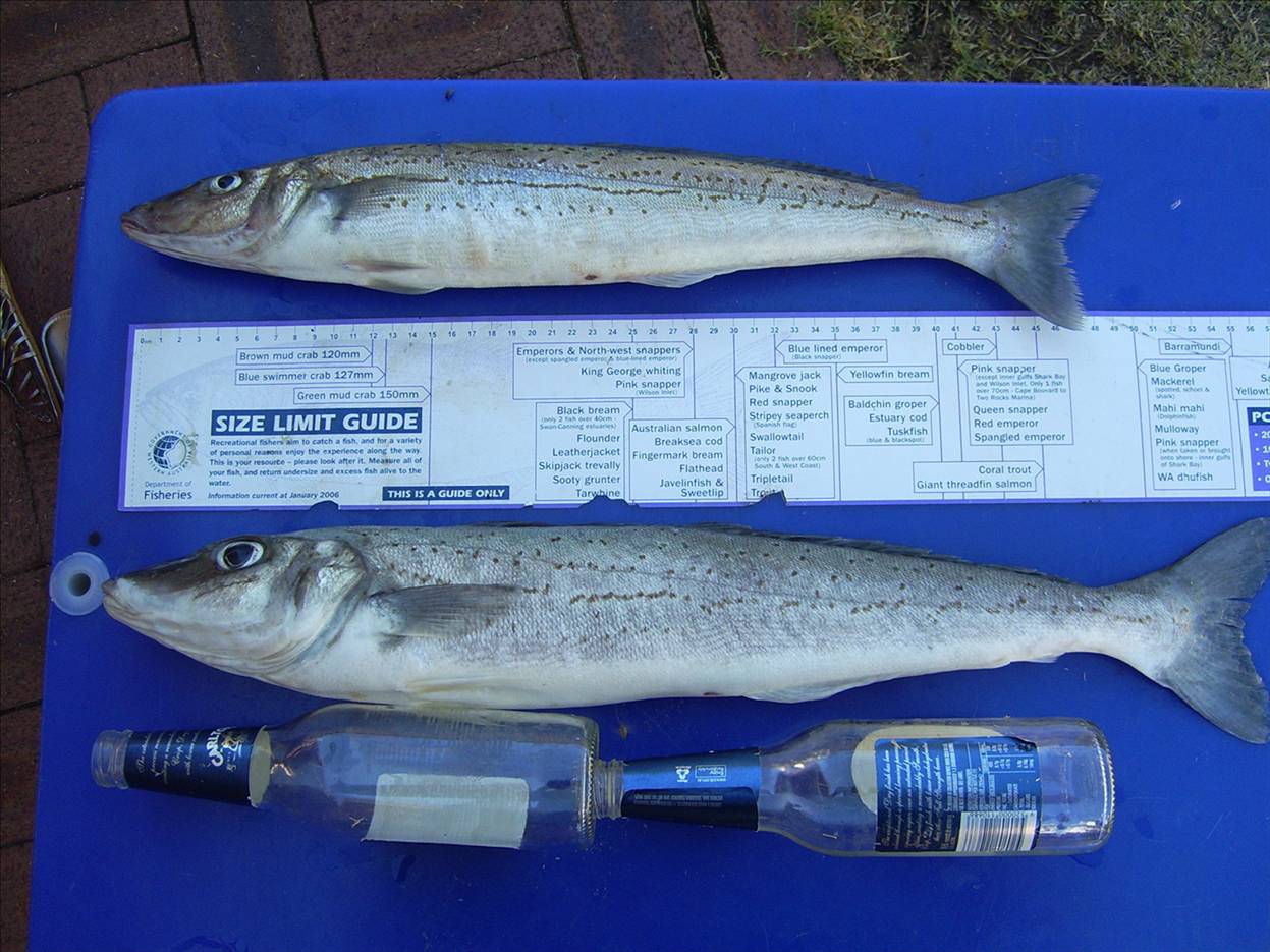 KG Whiting