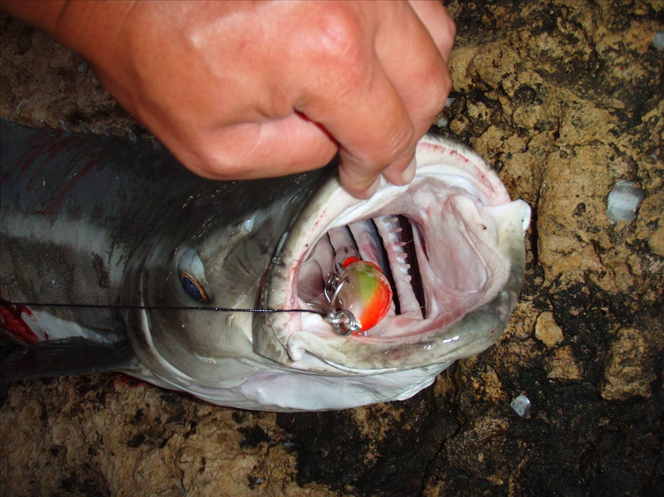 cobia