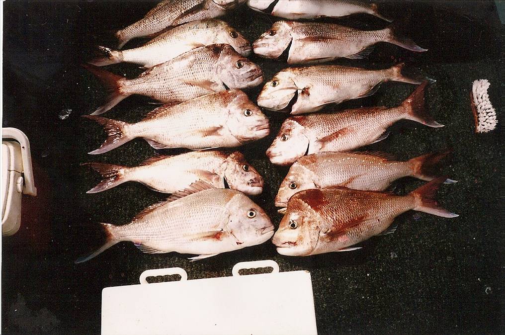 some nice snapper caught on our shark bay trip