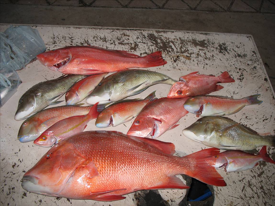 16kg red
