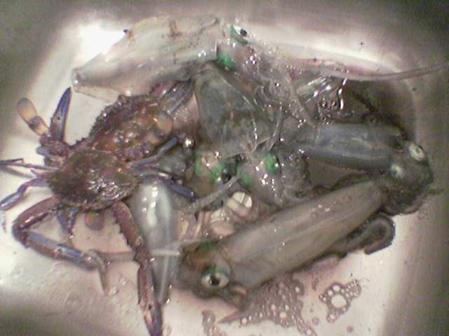 Feed of Squid
