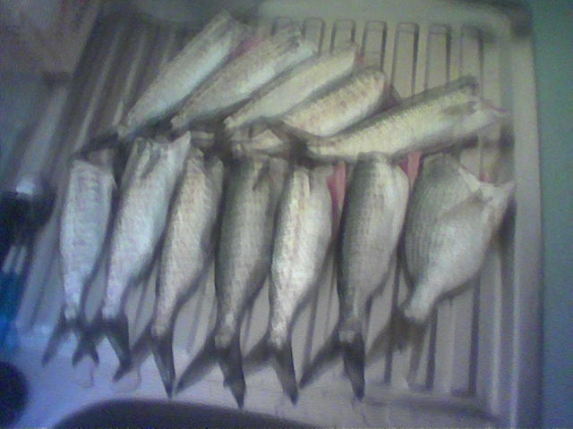 Hillarys Herring