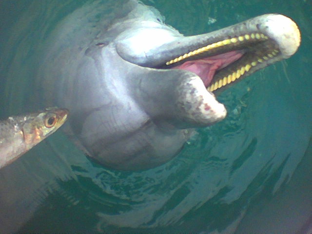 Flipper
