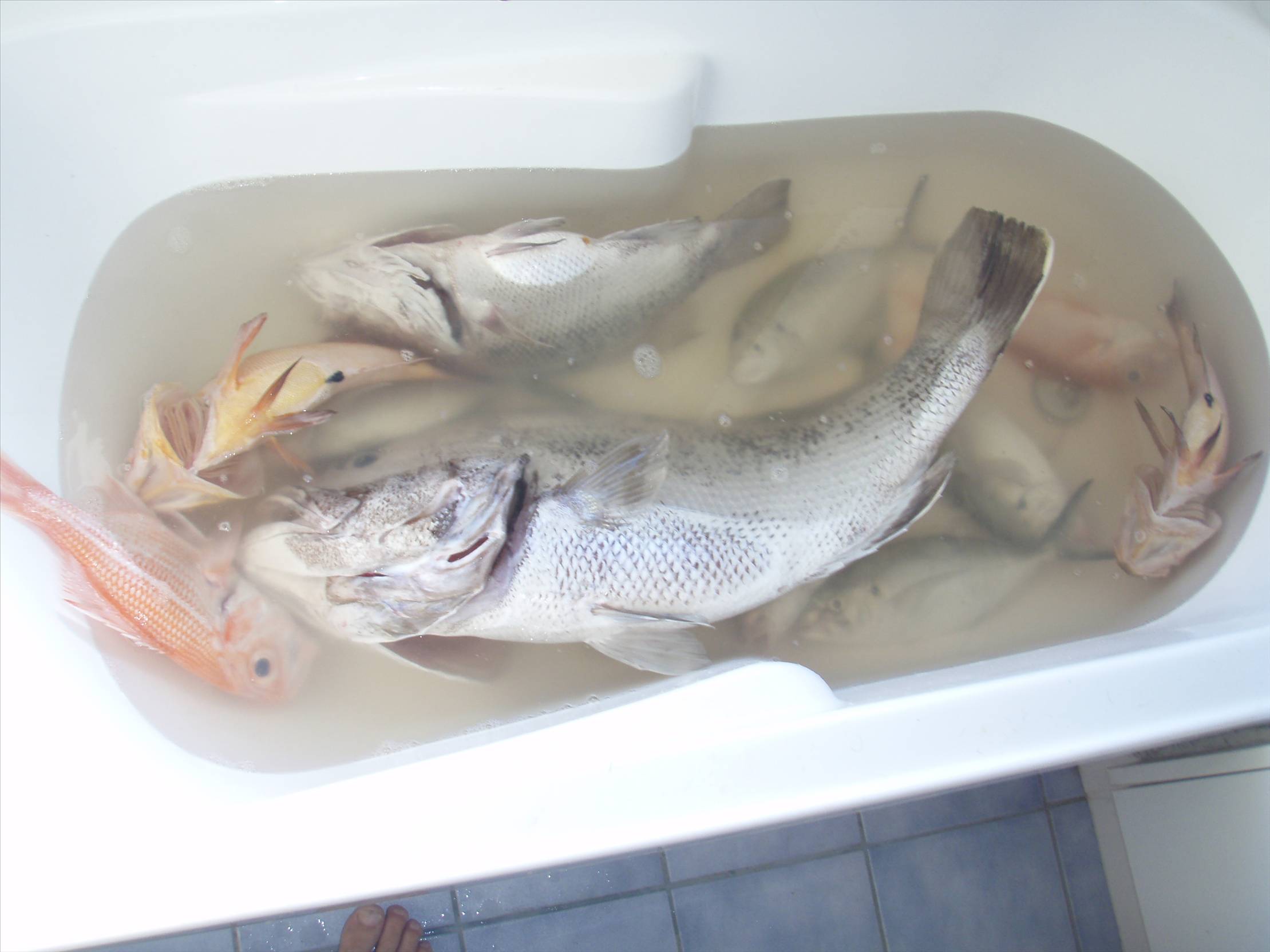 10 Kg Dhufish