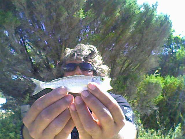 biggest herring eva