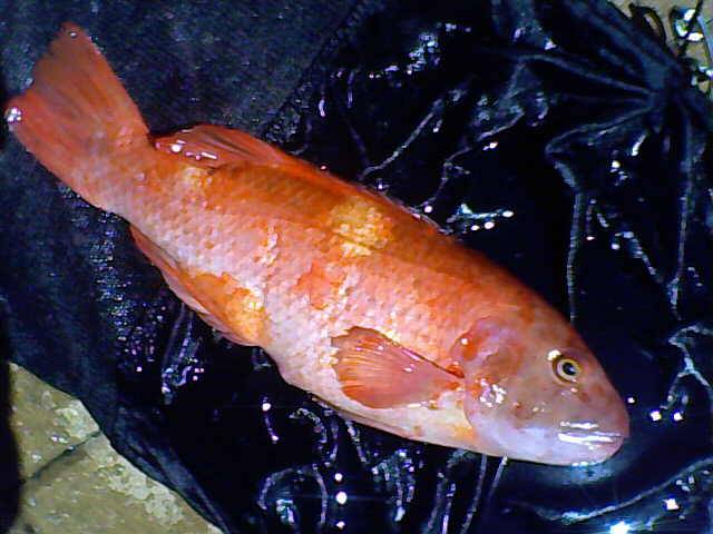 fox fish