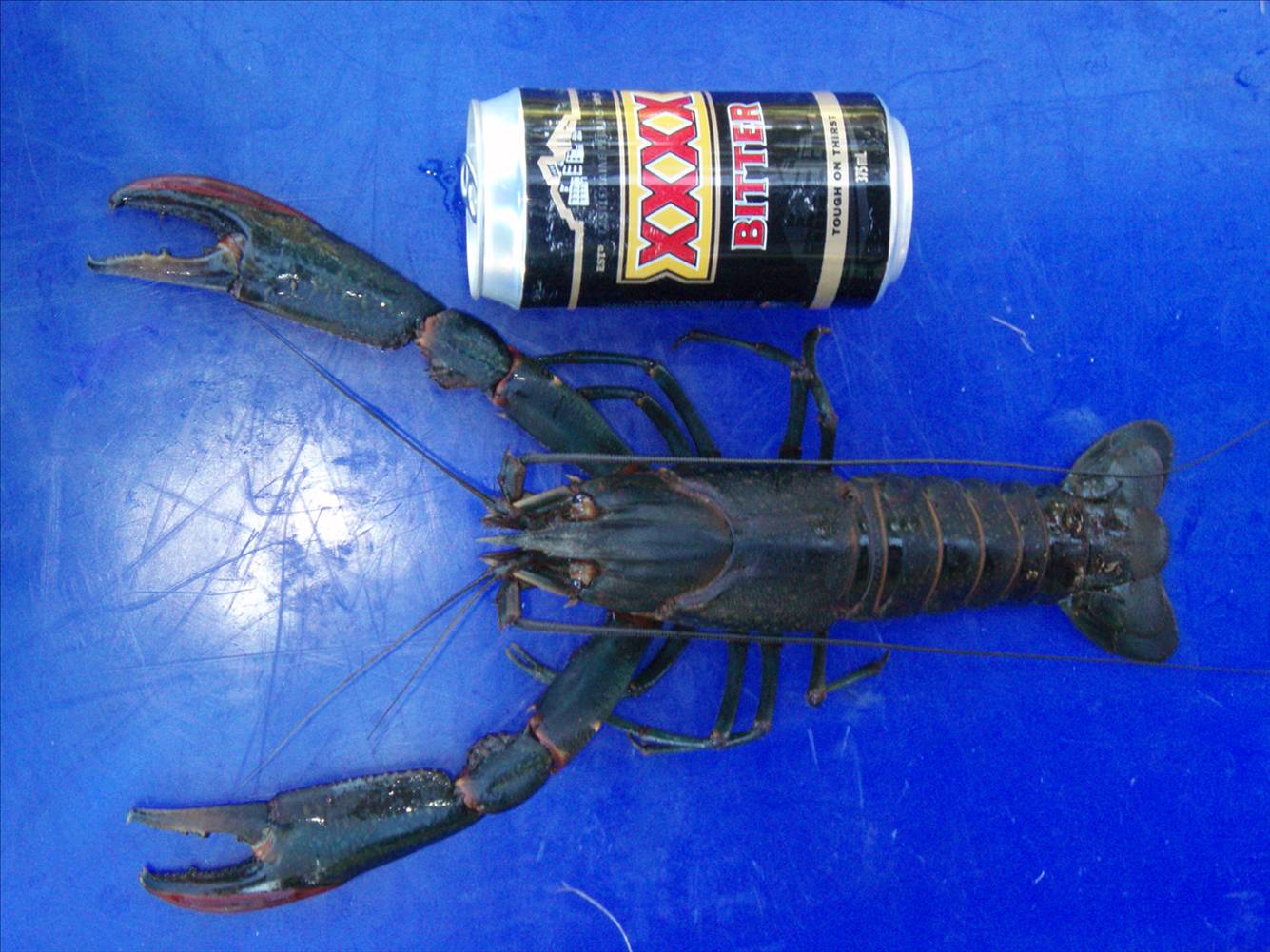Red Claw