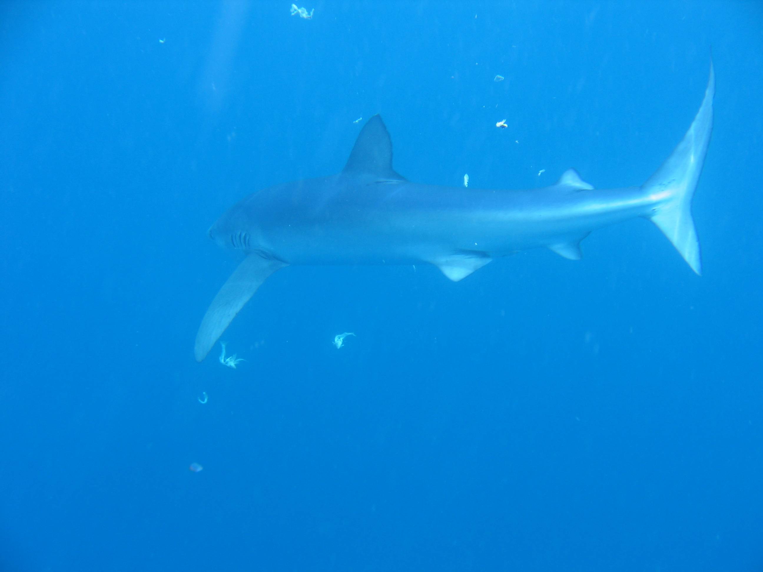 My pet shark