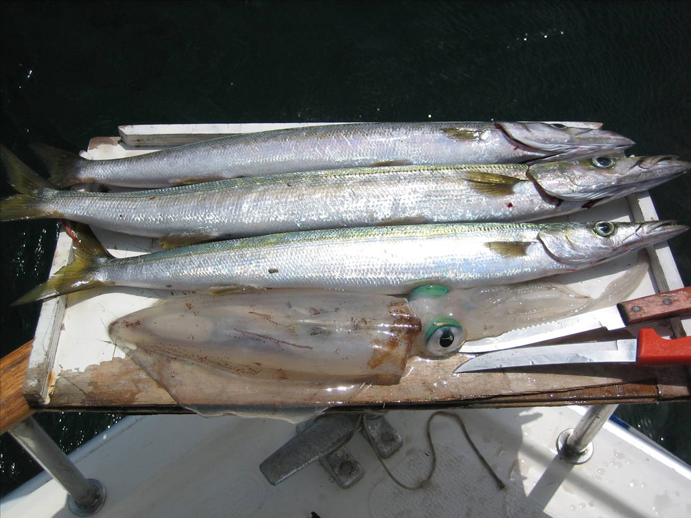 Feed of Pike and Squid Rotto