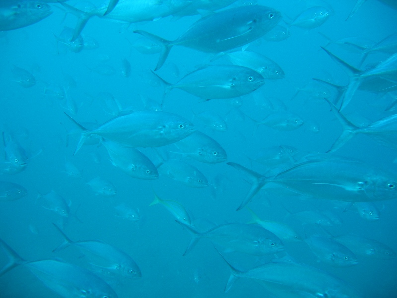 Plenty Fish!