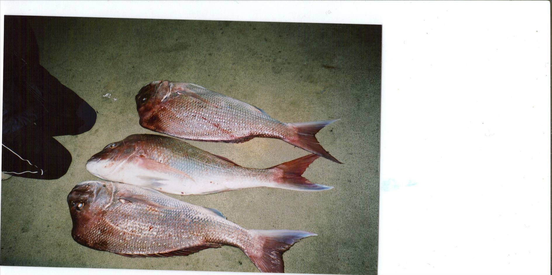 bay fishing