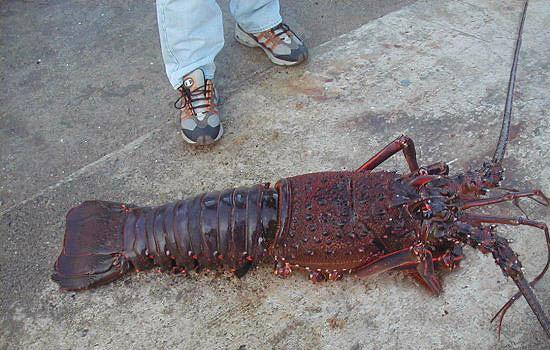 Crays the way we like them BIG!!!!!!