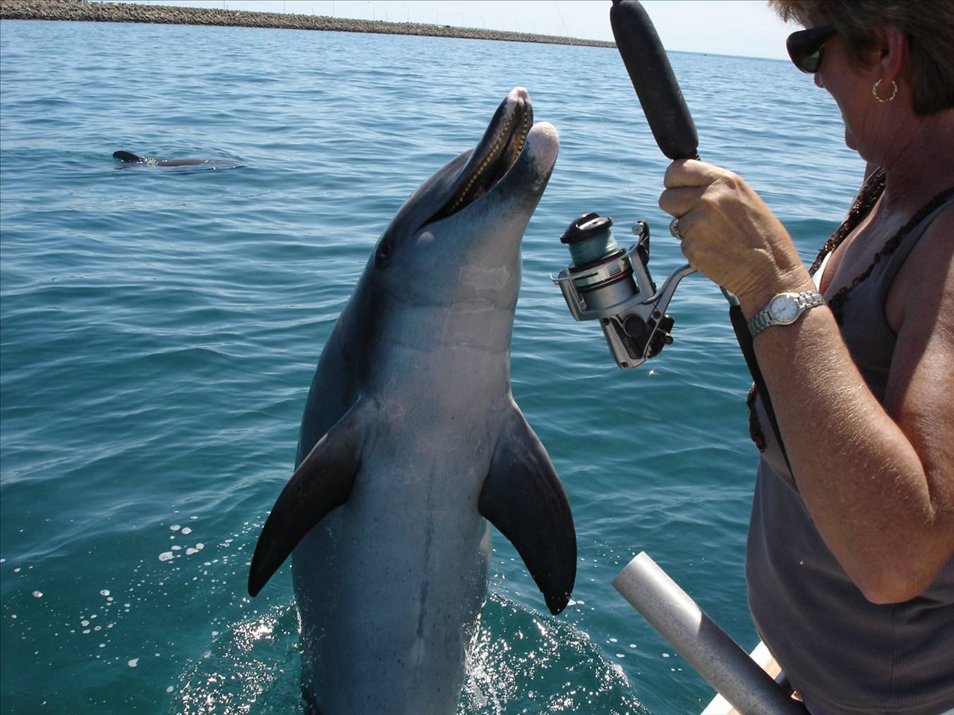 Friendly dolphin