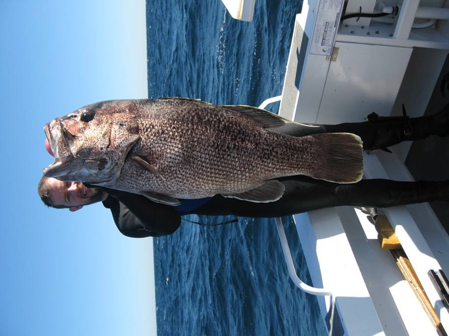 22kg dhu off rotto