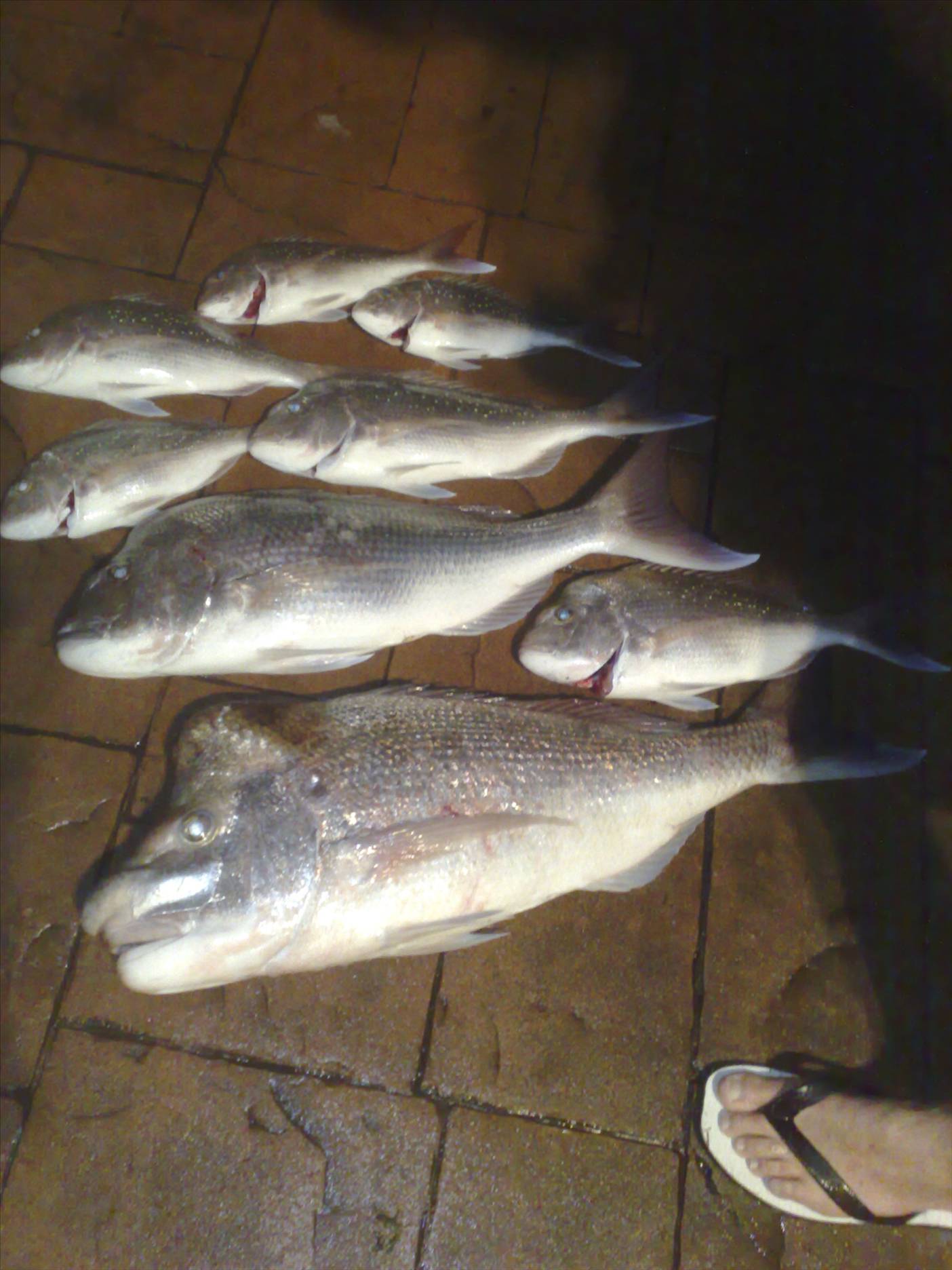 holy snapper