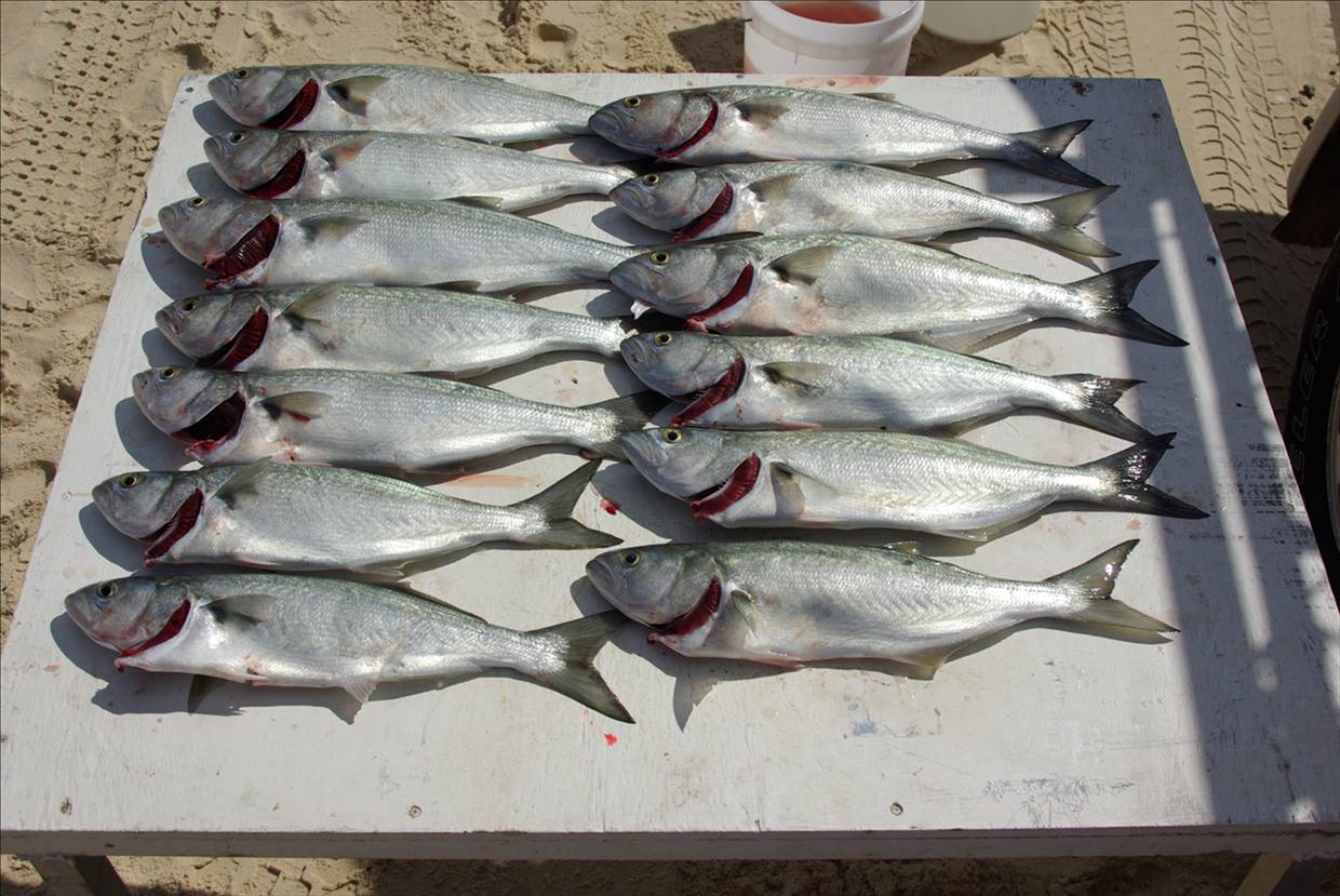 lots of 50cm tailor in 1 night