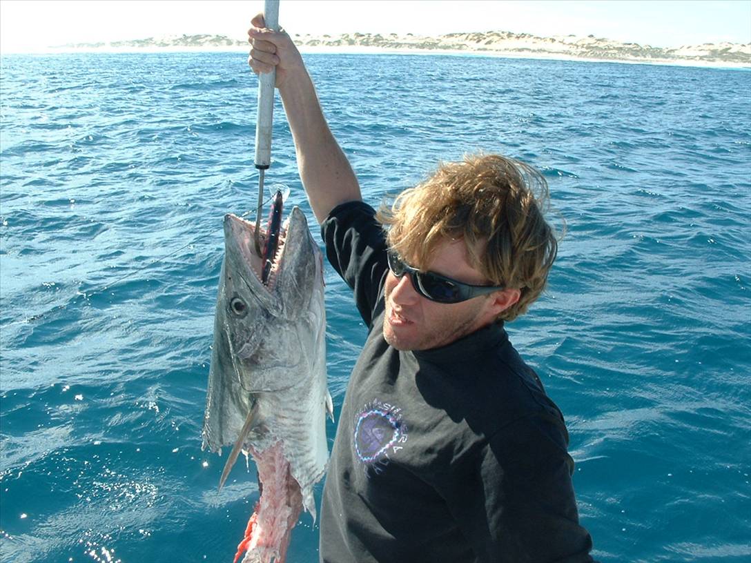 sharked